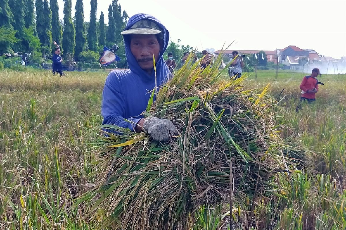 Petani Kedurus Surabaya panen beras merah di lahan 1.500 m2