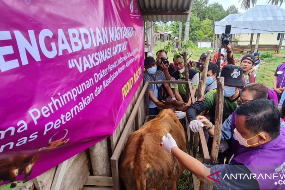 PDHI Gorontalo gelar vaksinasi anthrax dan pembagian vitamin ternak gratis