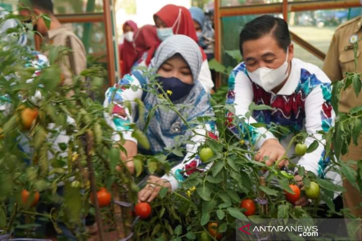 Govt assists Banjarmasin's urban farming program