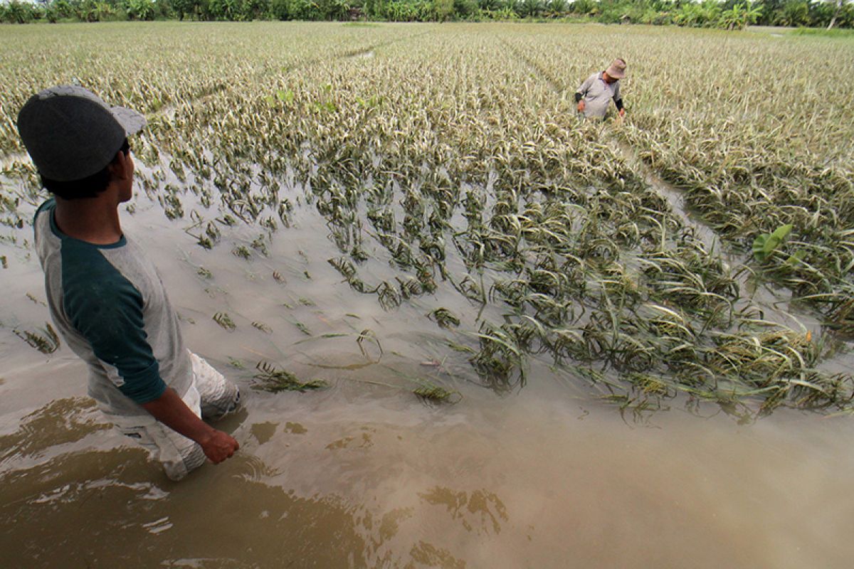Di Aceh Timur, 228,5 hektare sawah gagal panen akibat banjir