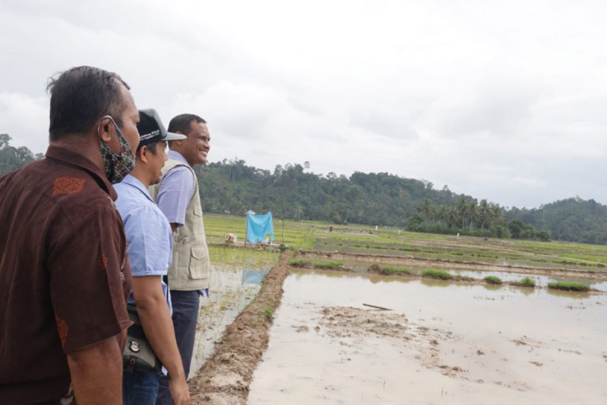 228,5 hektare sawah di Aceh Timur gagal panen akibat banjir