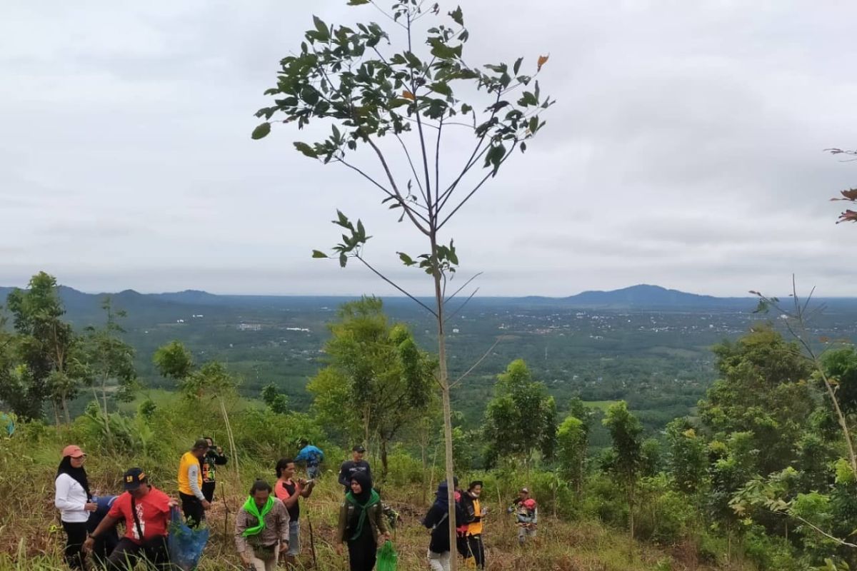 Farmers, Mapala, plant 500 jengkol, petai in Tanah Laut's protected forest