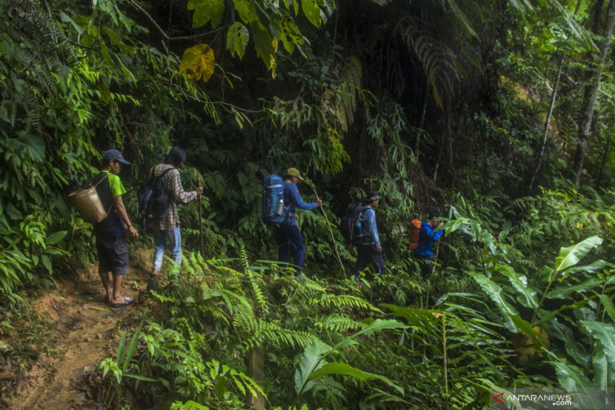 Forestry sector to contribute to 60-pct reduction in carbon emissions