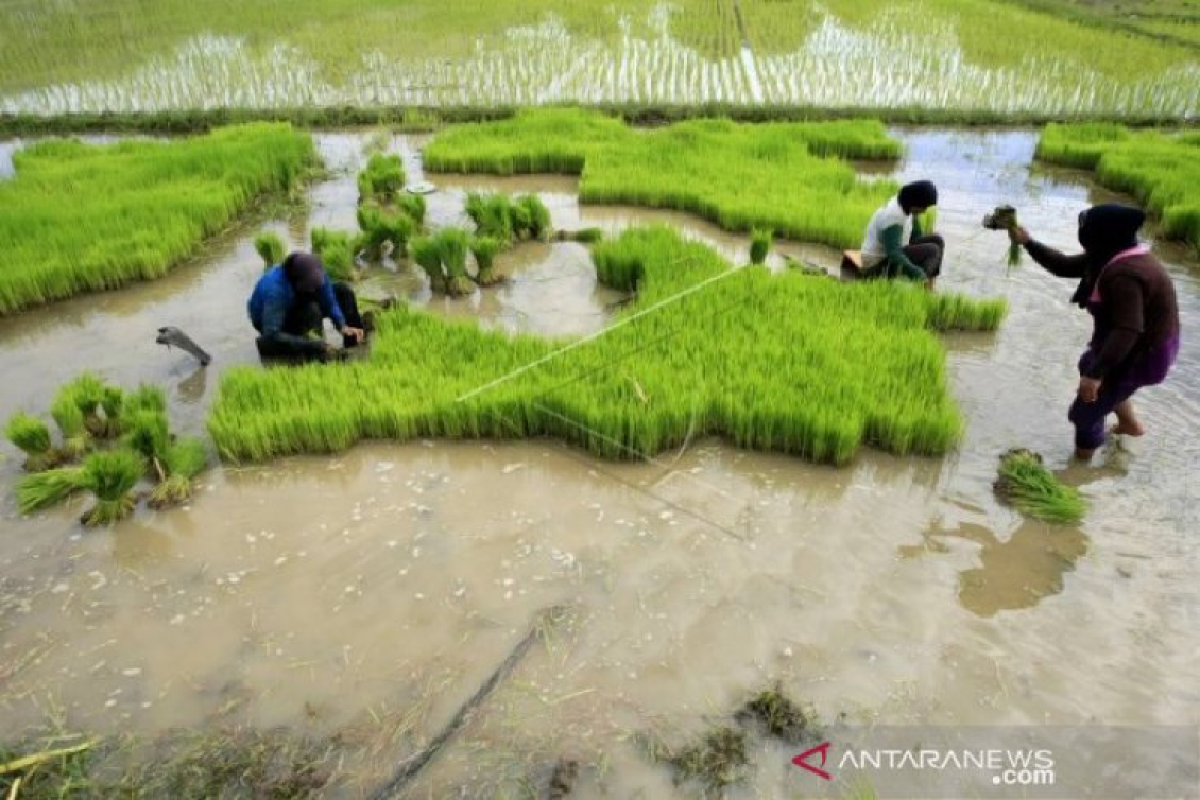 3.023 hektare tanaman padi Aceh gagal panen akibat banjir