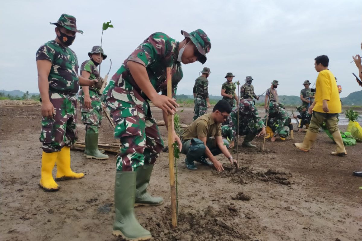 Pohon mangrove ditanam di Kuta Mandalika