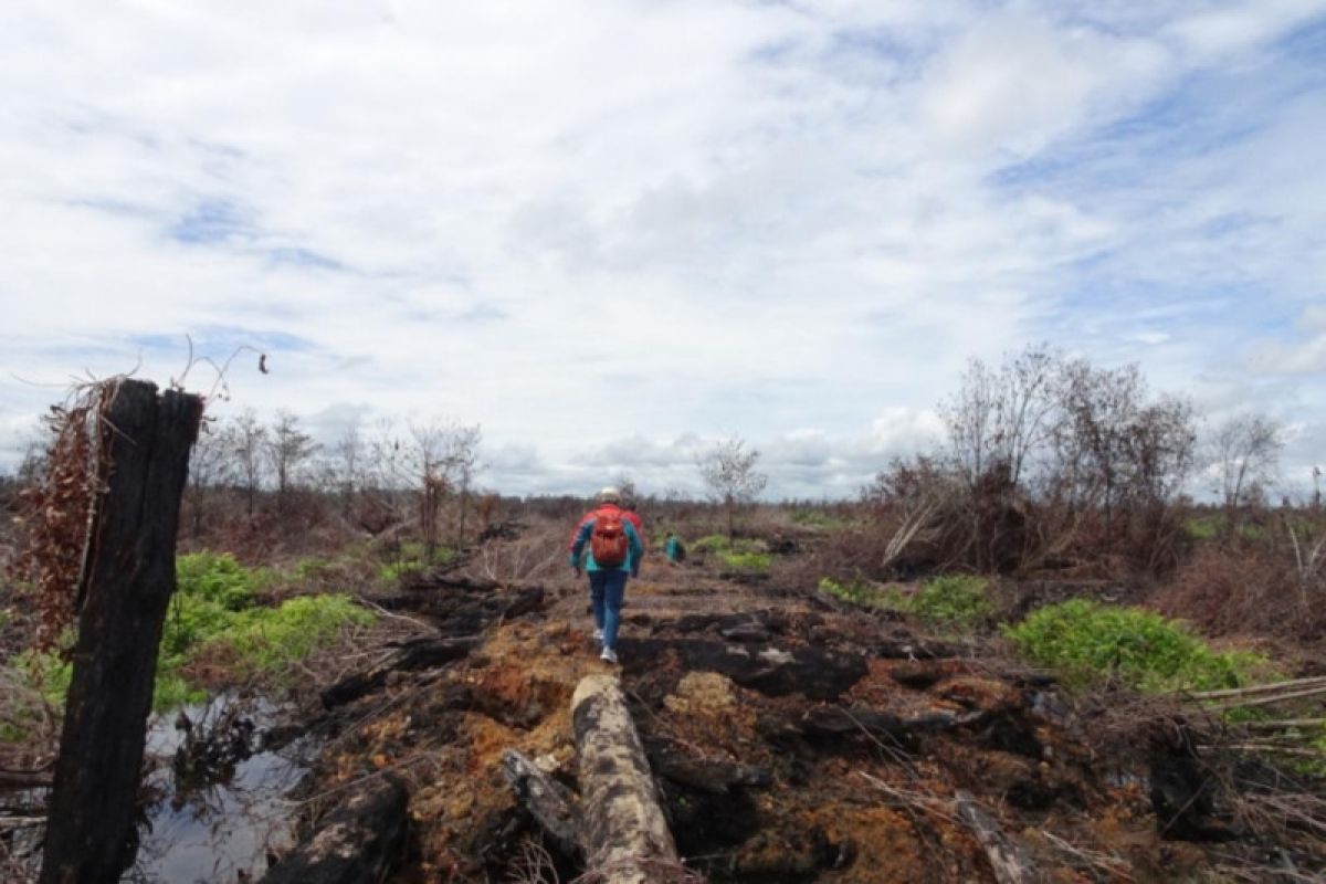 KLHK gugat perusahaan pembakar hutan-lahan di Kalimantan Rp1 triliun