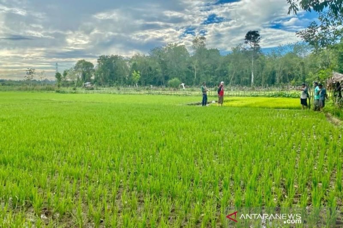 BPS sebut kemiskinan turun lebih cepat di pedesaan