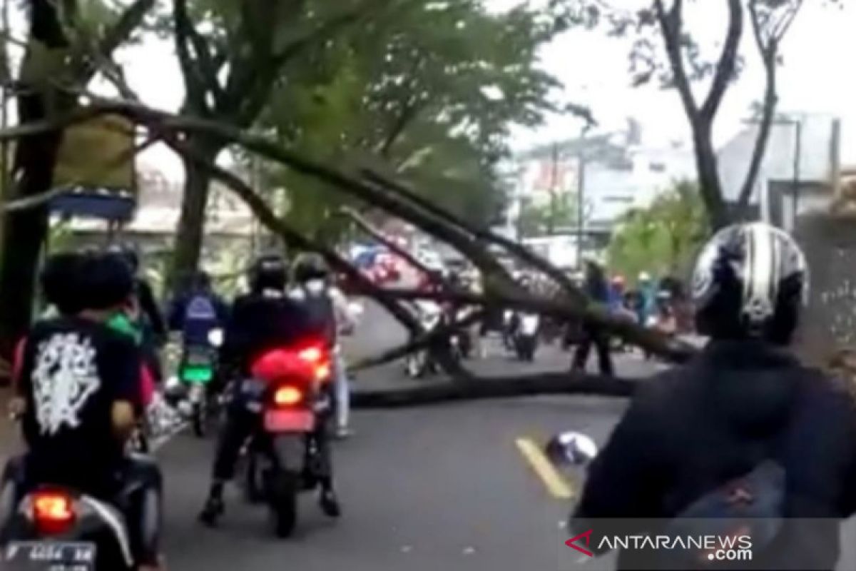 Jalan utama Puncak - Cianjur Jabar terputus akibat pohon tumbang