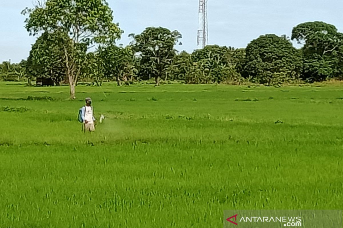 Penajam dorong peningkatan produksi pangan di wilayah rentan pangan