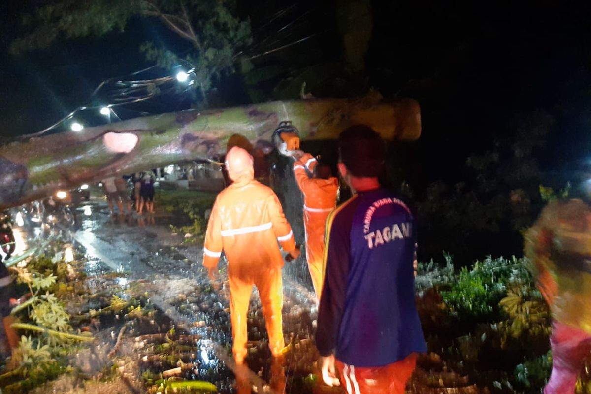 Sejumlah pohon tumbang di jalur pantura Situbondo akibat hujan disertai angin kencang