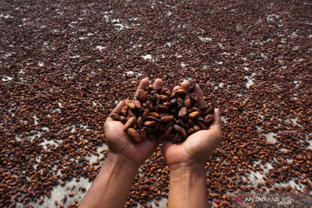 Harga biji kakao Juli 2023 menguat 4,91 persen
