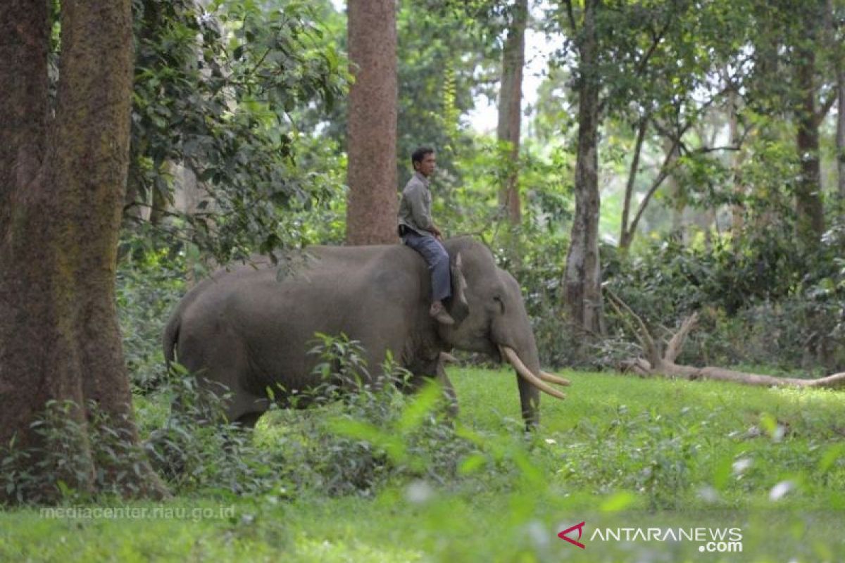 Tim BBKSDA halau gajah liar hendak masuk pemukiman warga