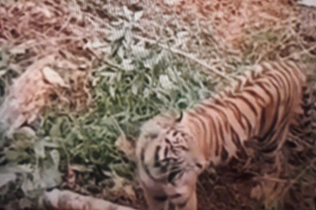 Seekor harimau terekam video berkeliaran di Ujung Gading Pasbar, BKSDA turunkan tim