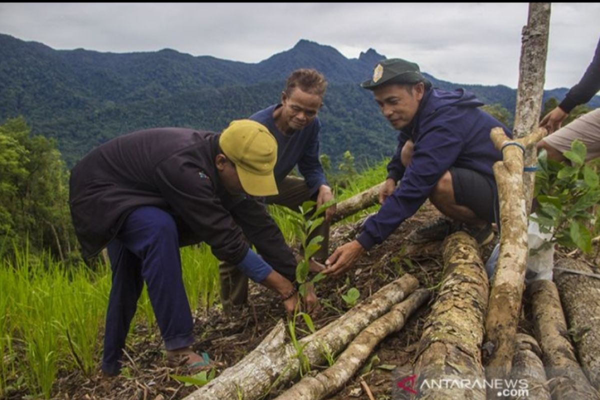 Serikat Petani Indonesia tanam kopi arabika di pegunungan meratus