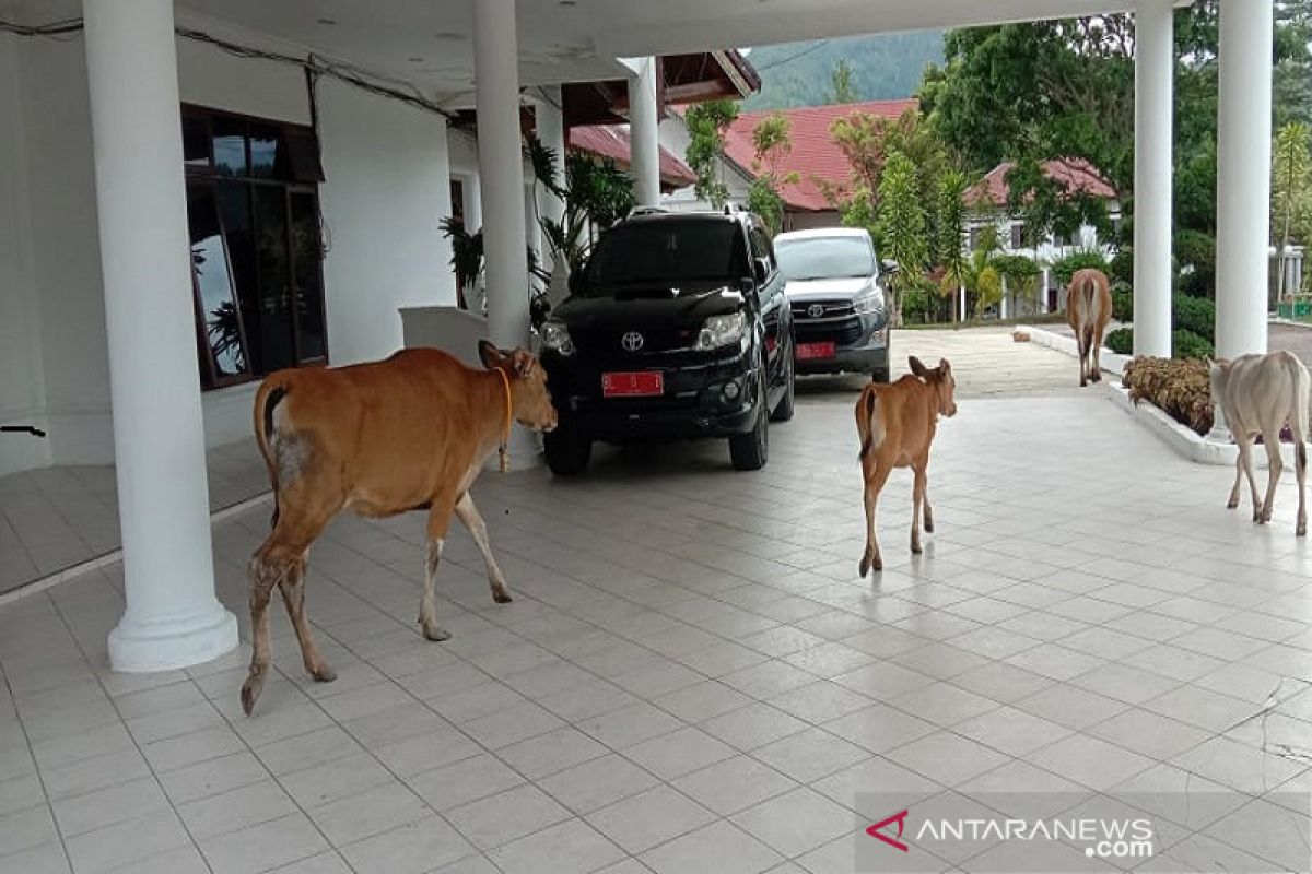 Dinilai meresahkan, Pemkab Galus tertibkan hewan ternak berkeliaran