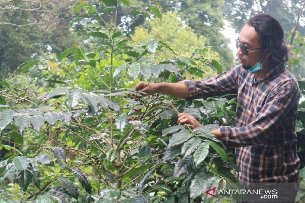 Produksi kopi robusta di Bogor capai 4.151 ton selama 2021