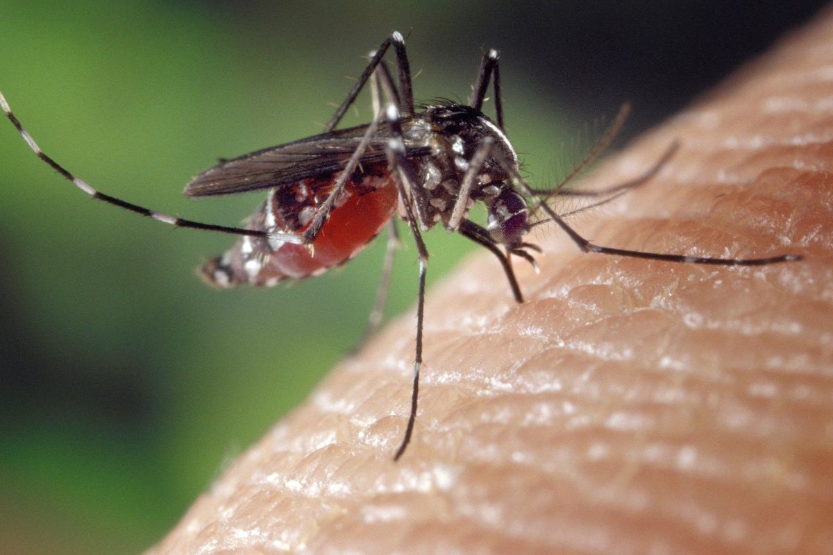 Cegah penyakit Dengue dengan berantas larva nyamuk