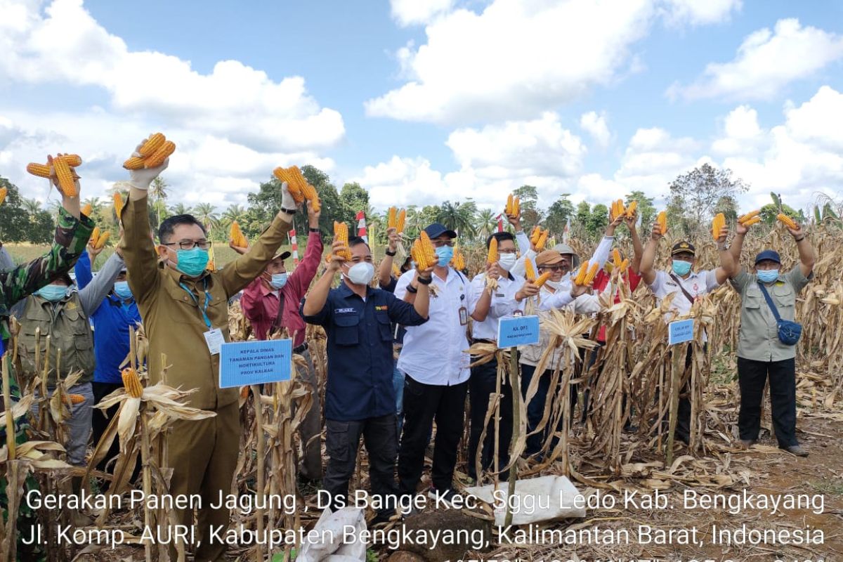 Provinsi Kalbar bangun kemitraan petani jagung penuhi kebutuhan pabrik pakan