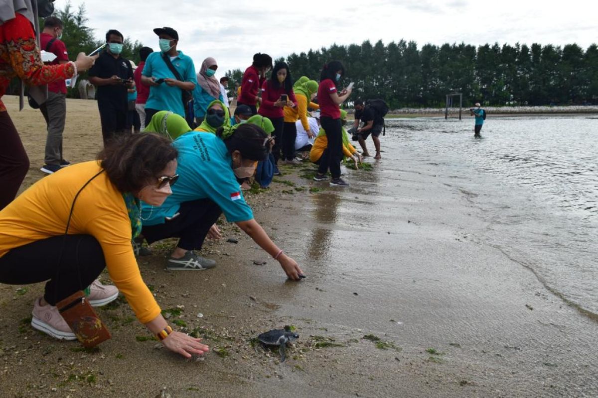 BKSDA Bali lepasliarkan puluhan ekor tukik di Sanur