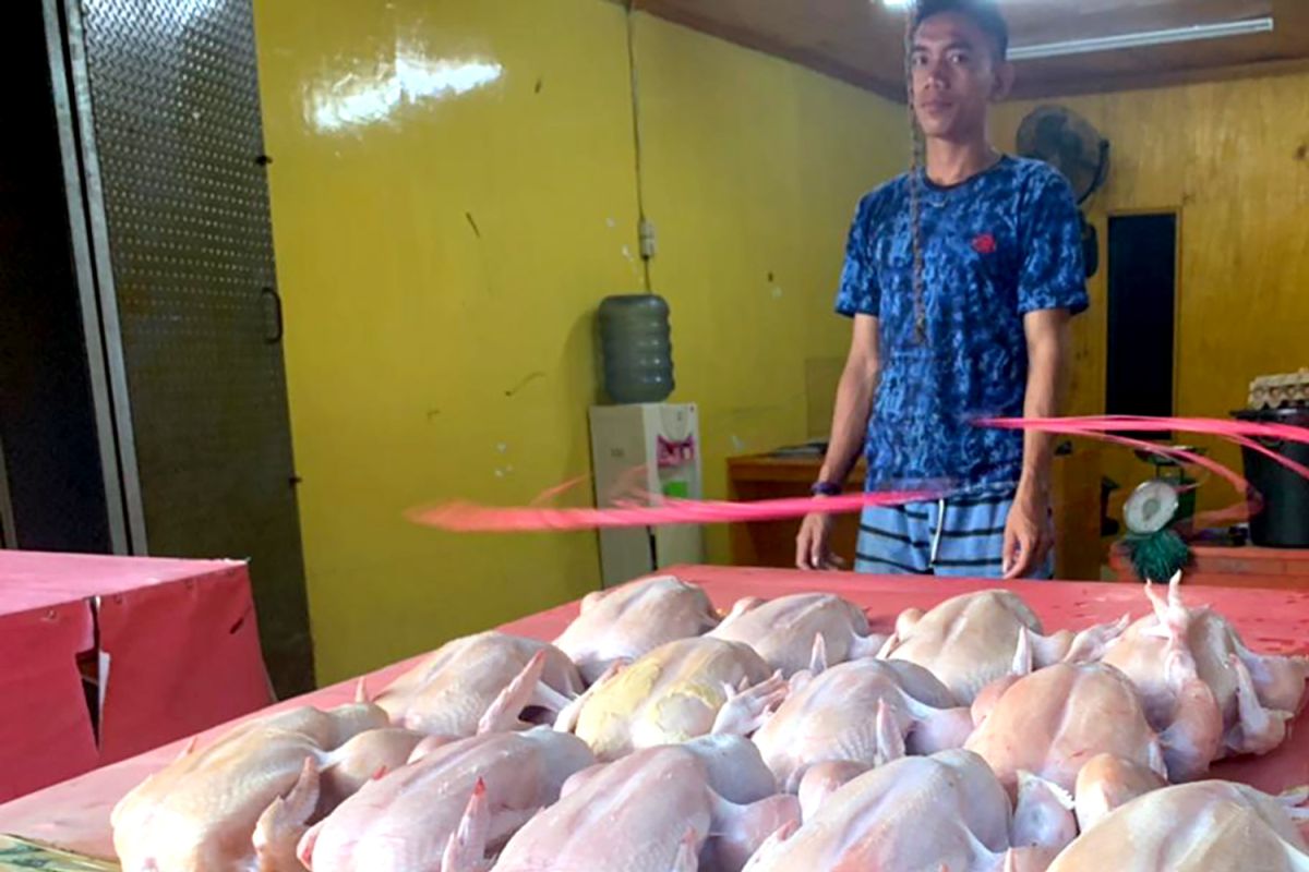Harga ayam potong di Gorontalo masih tinggi