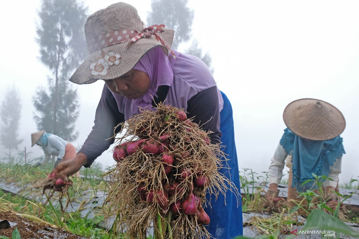 Indonesia bisa jadi lumbung pangan dunia dengan Food Estate