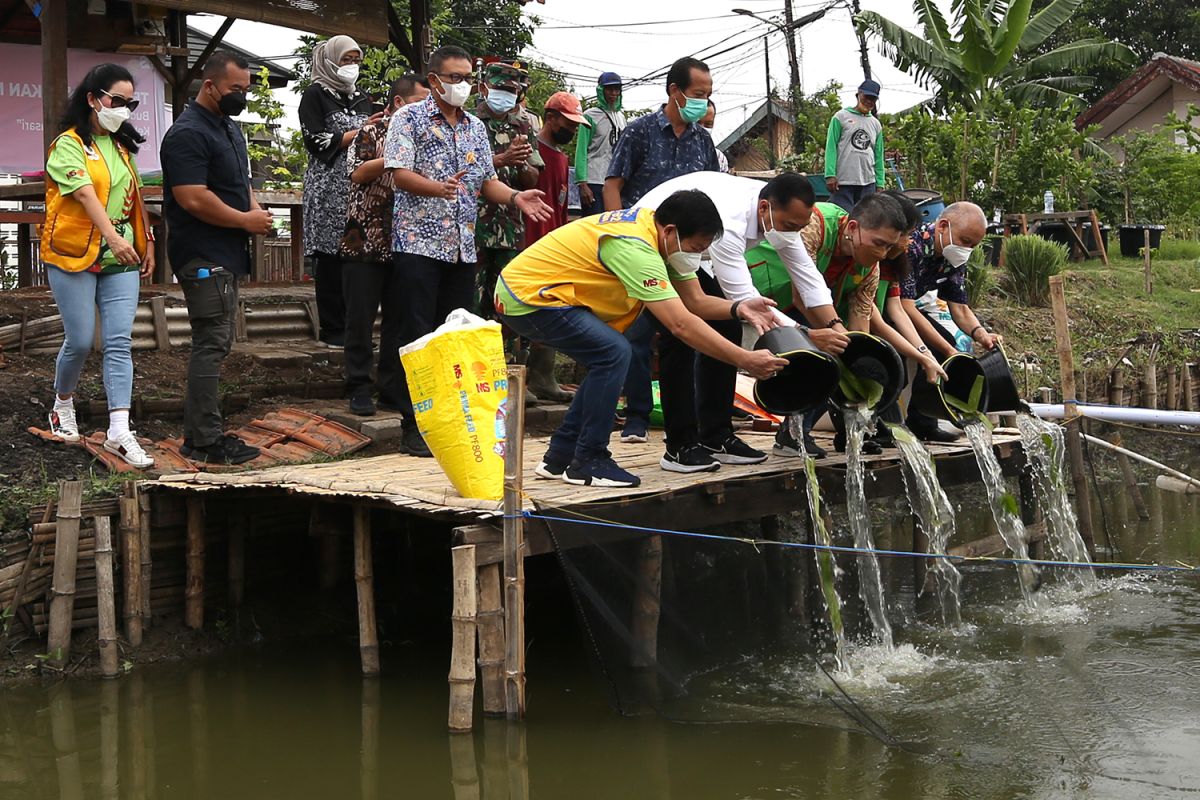 Bozem Jemur Wonosari Surabaya dimanfaatkan untuk budi daya Ikan Nila