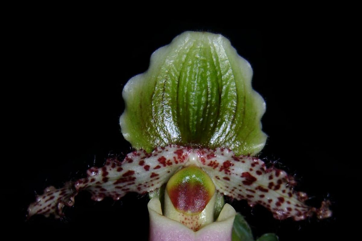 BRIN highlights two main threats to Venus slipper orchids