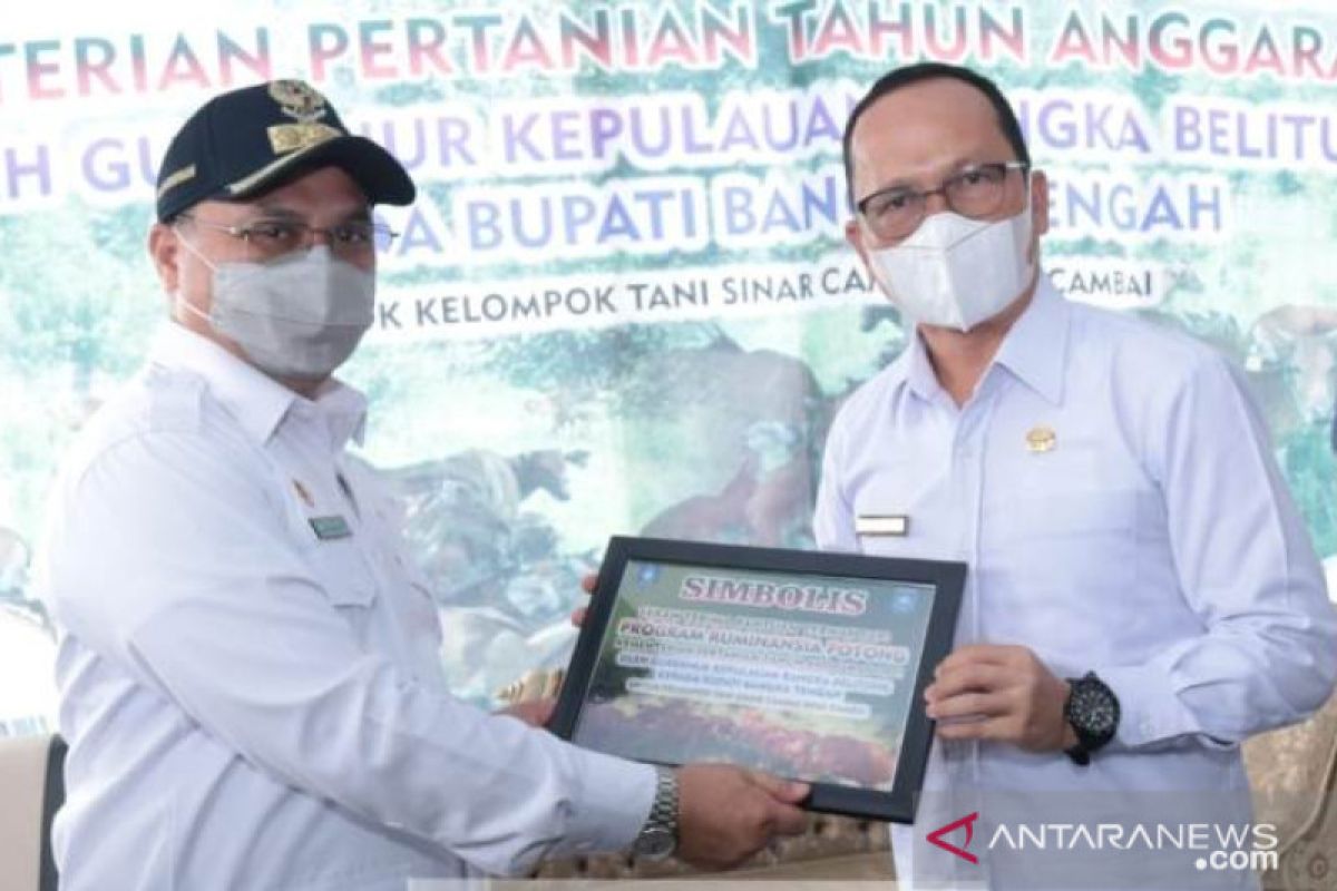 Pemprov Babel serahkan bantuan 20 sapi potong ke Kelompok Tani Cambai