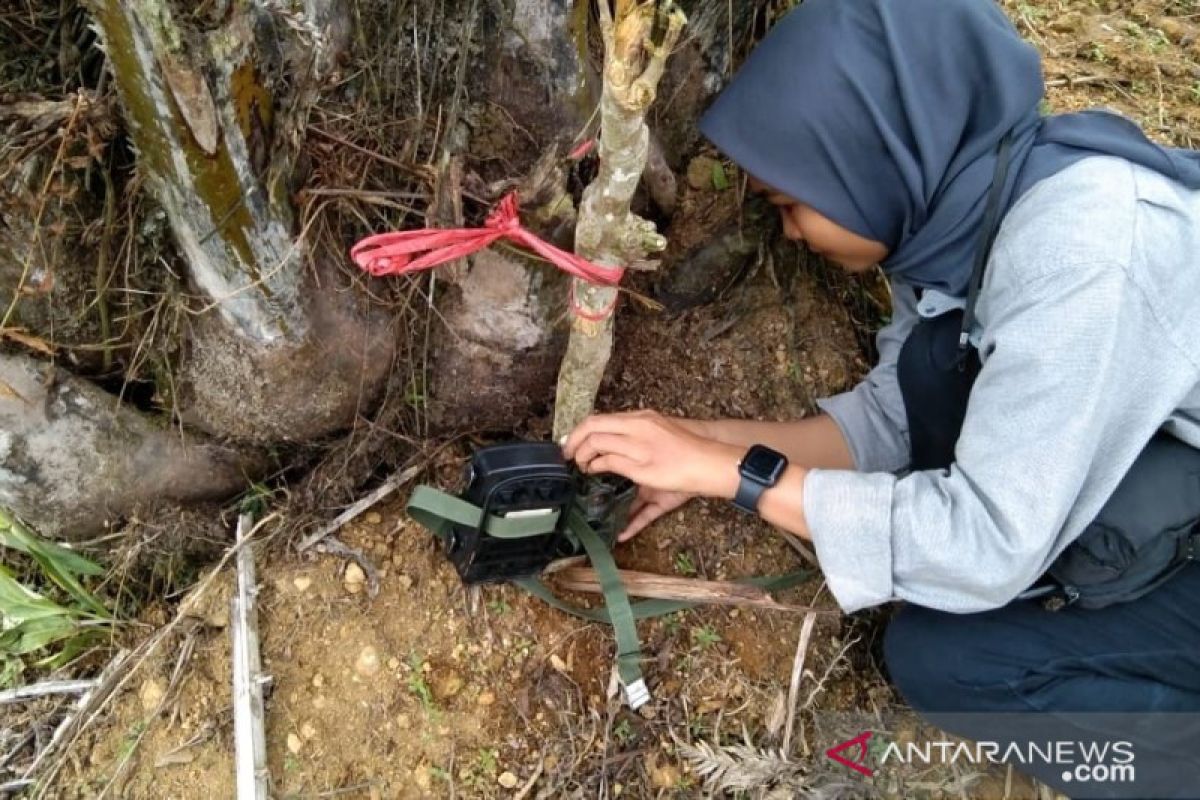 Menapaki jejak harimau Sumatera di perkebunan sawit Pasaman Barat