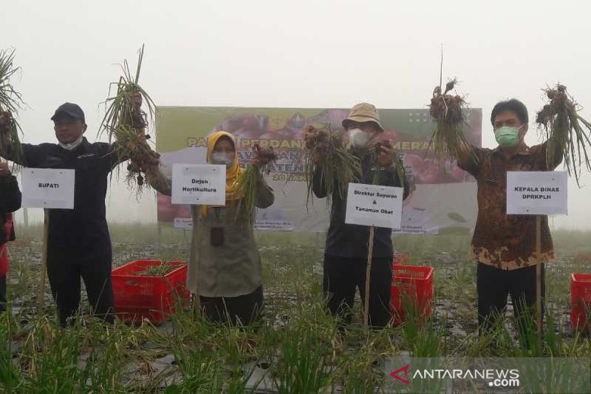 Program food estate Temanggung hasilkan bawang merah 15,7 ton/hektare