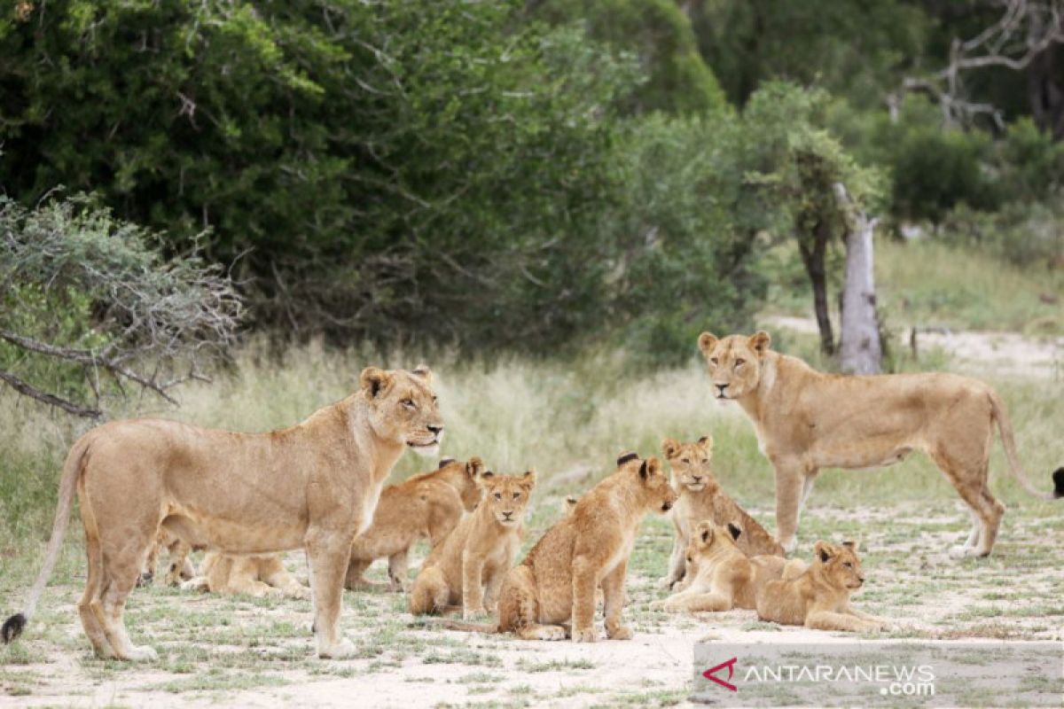 Tiga Singa, dua puma di kebun binatang Afsel terinfeksi virus corona