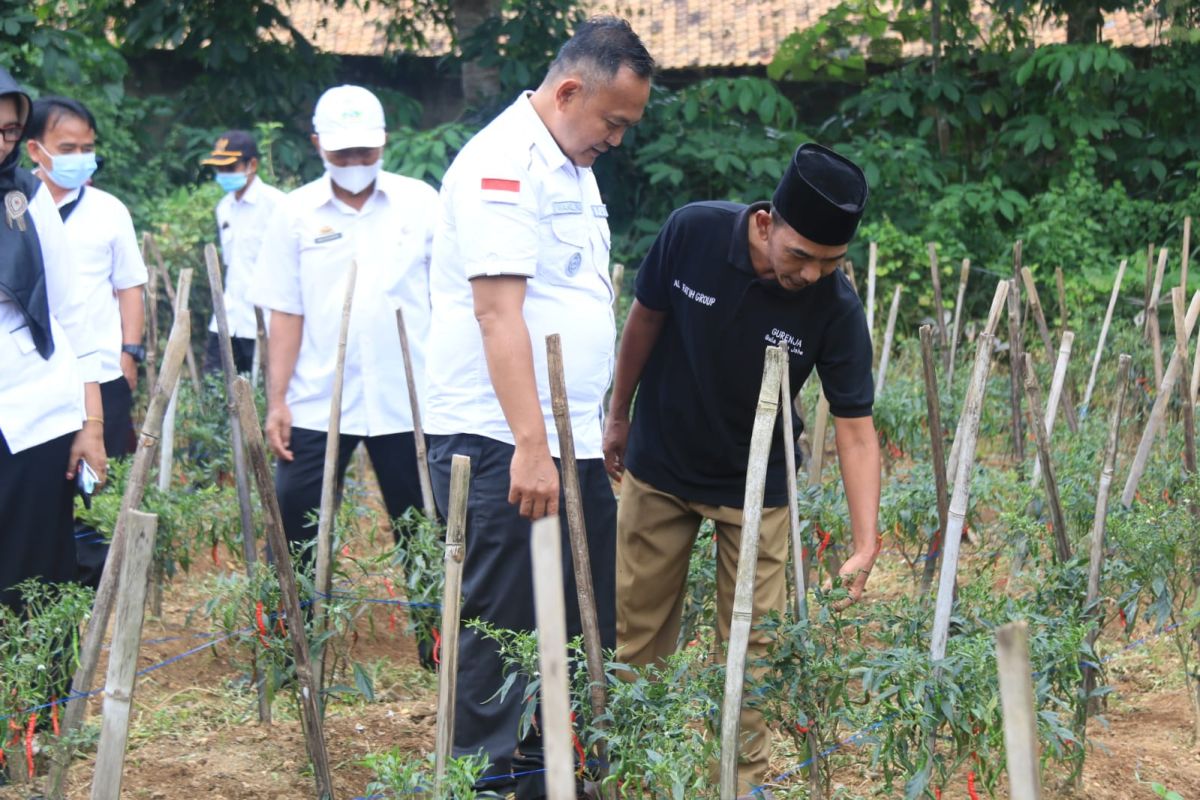 Wakil Bupati Pringsewu meninjau hasil panen cabai organik