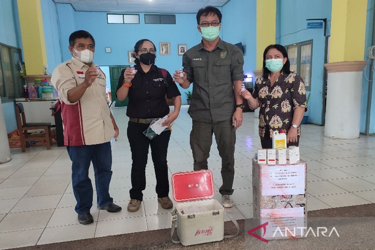 Demam babi Afrika merebak di Bartim diduga berasal dari Palangka Raya