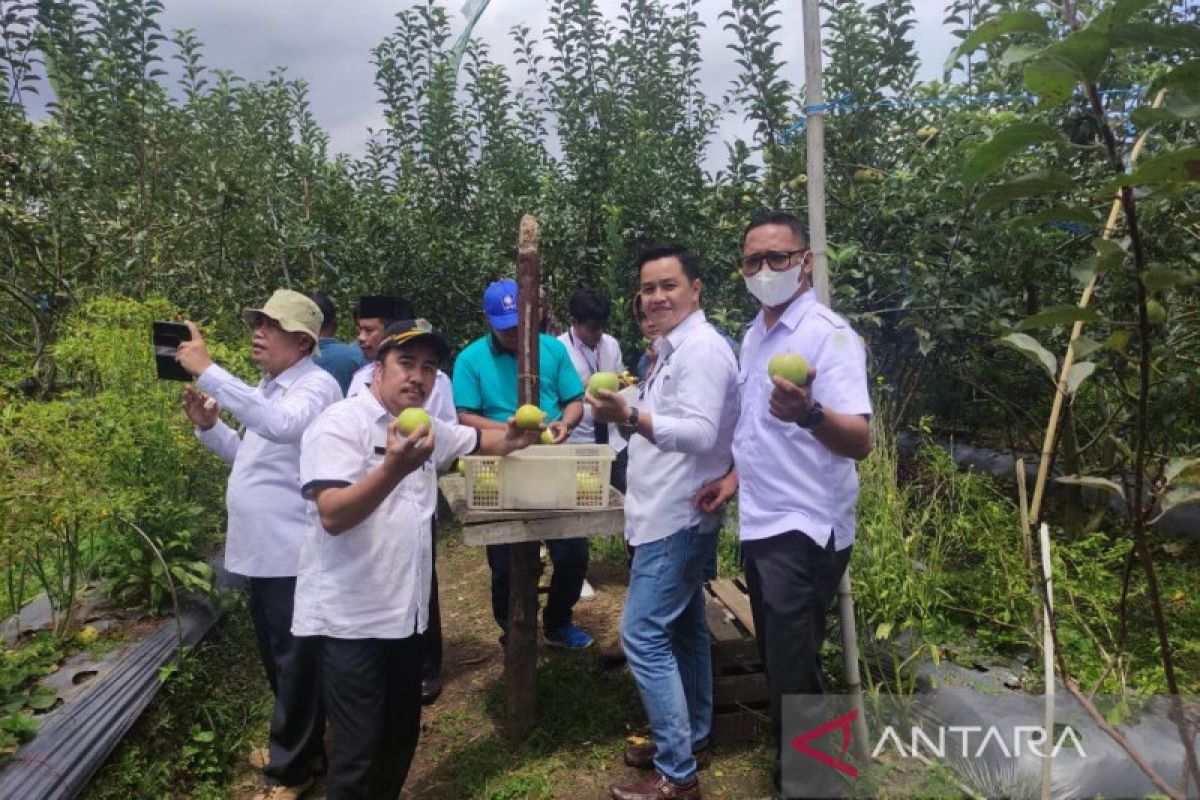 Rejang Lebong siap kembangkan tanaman apel