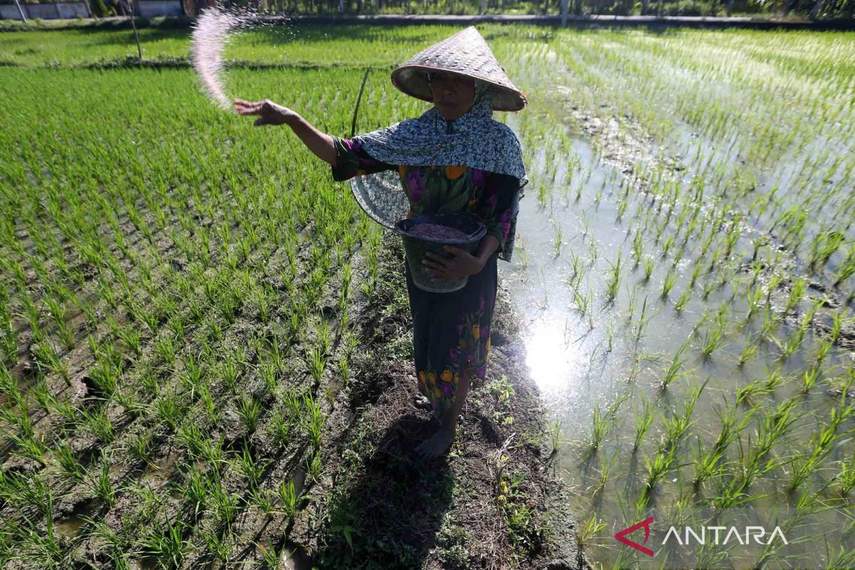 HKTI minta pemerintah daerah serius awasi penyaluran pupuk bersubsidi