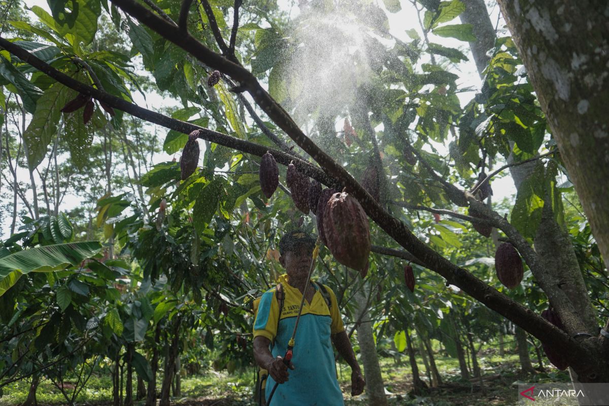 Penyebab produksi kakao di Pidie turun