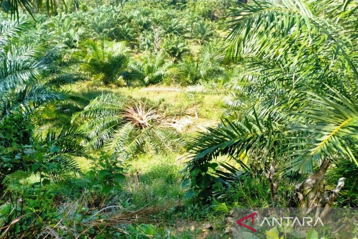 Gajah obrak-abrik kebun kelapa sawit warga