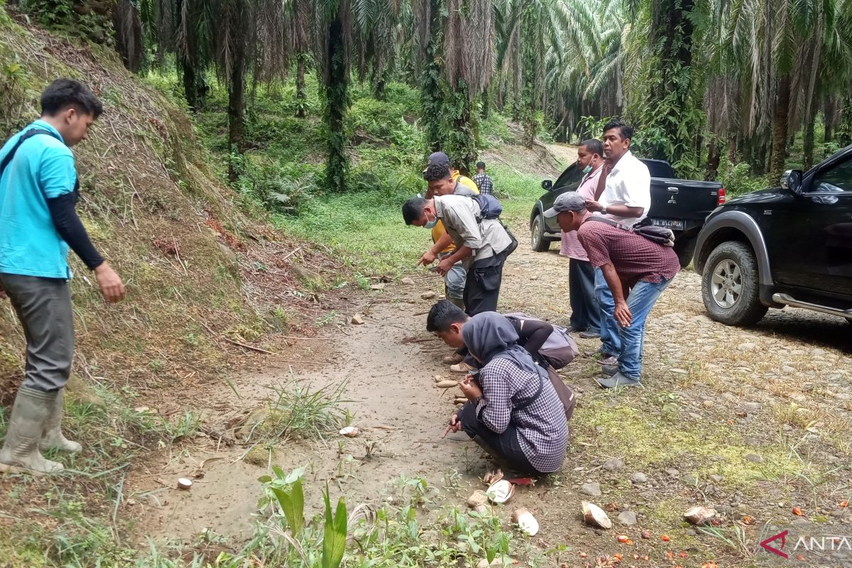 BKSDA tak temukan keberadaan Harimau usai enam hari lakukan penanganan