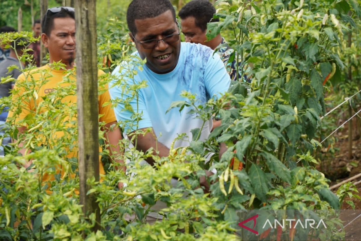 Biak dorong kampung Suneri jadi agromina wisata