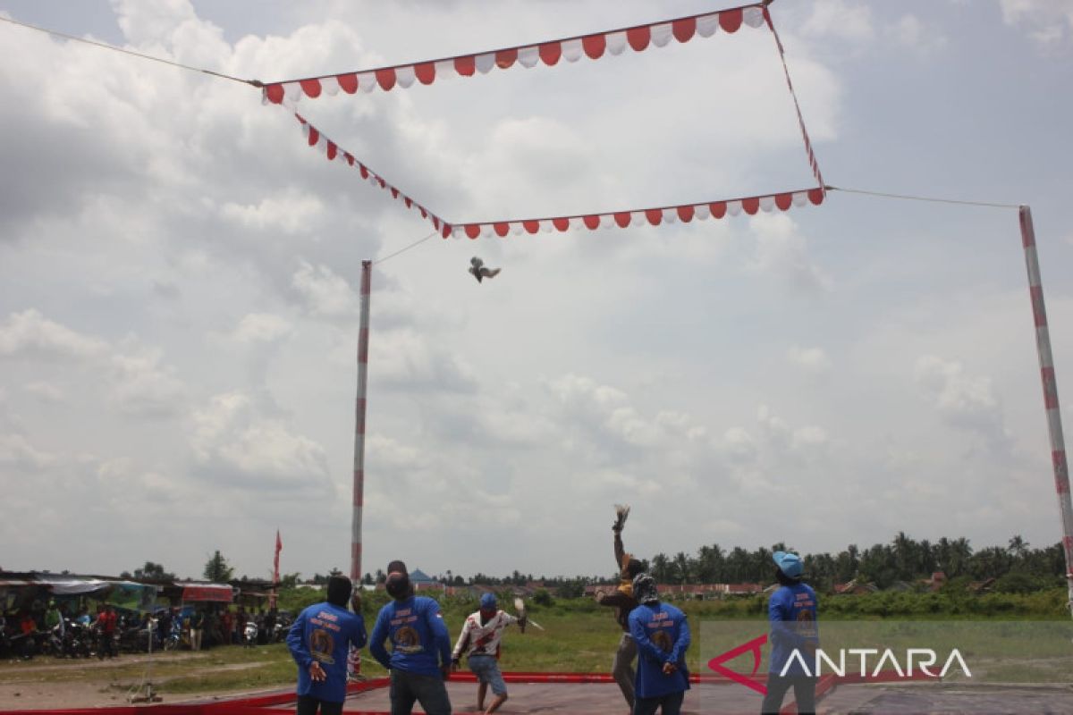 Tim termanator Benten juarai lomba burung merpati kolong di Jambi