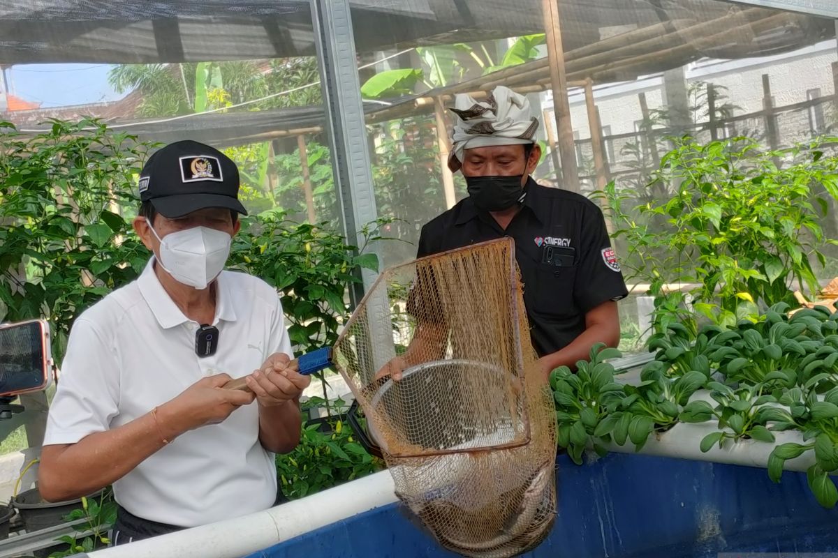 Senator Pastika ajak masyarakat Bali ambil peluang 12,5 ton lele perhari