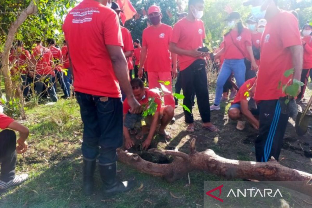 PDIP tanam 3.000 mangrove di Pantai Tuwed-Jembrana rayakan HUT ke-49