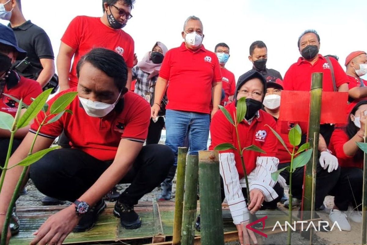 Risma ikut tanam bibit pohon di Pantai Telaga Waja-Badung