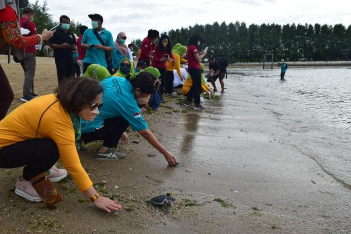 BKSDA Bali imbau masyarakat tak ganggu penyu bertelur