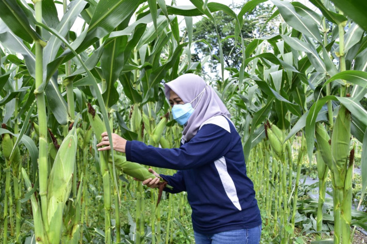 18 lahan BTKD di kota Surabaya perkuat ketahanan pangan