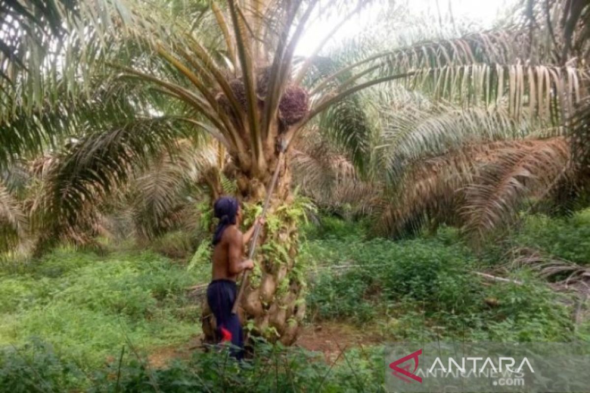 Pemprov Bangka Belitung cairkan Rp6 miliar remajakan 200 hektare sawit