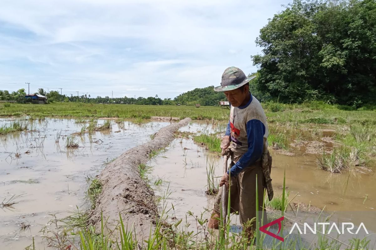 HKTI nilai APBD Pessel belum memihak petani