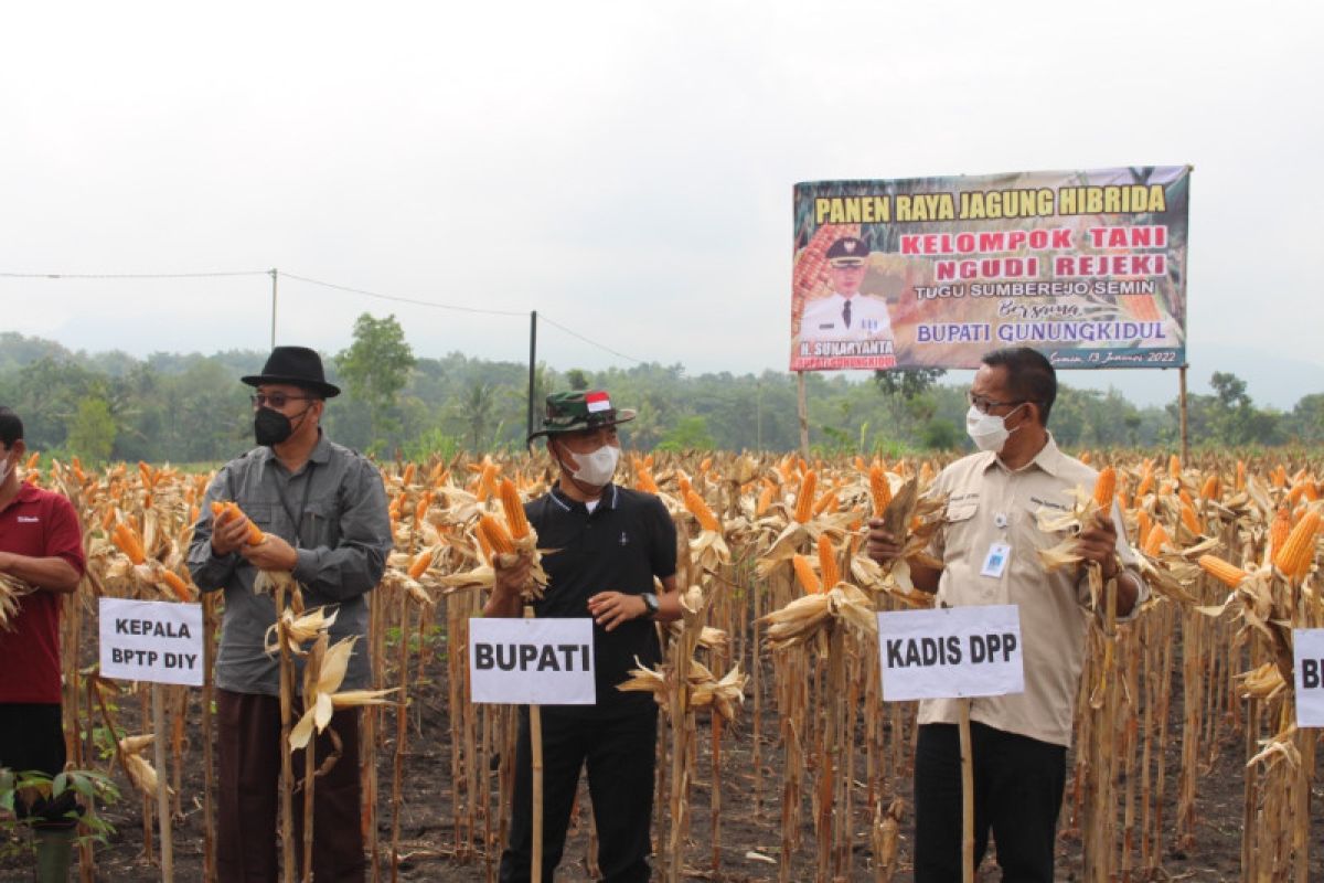 Capaian produksi jagung di Gunung Kidul pada 2021 naik 31,7 persen