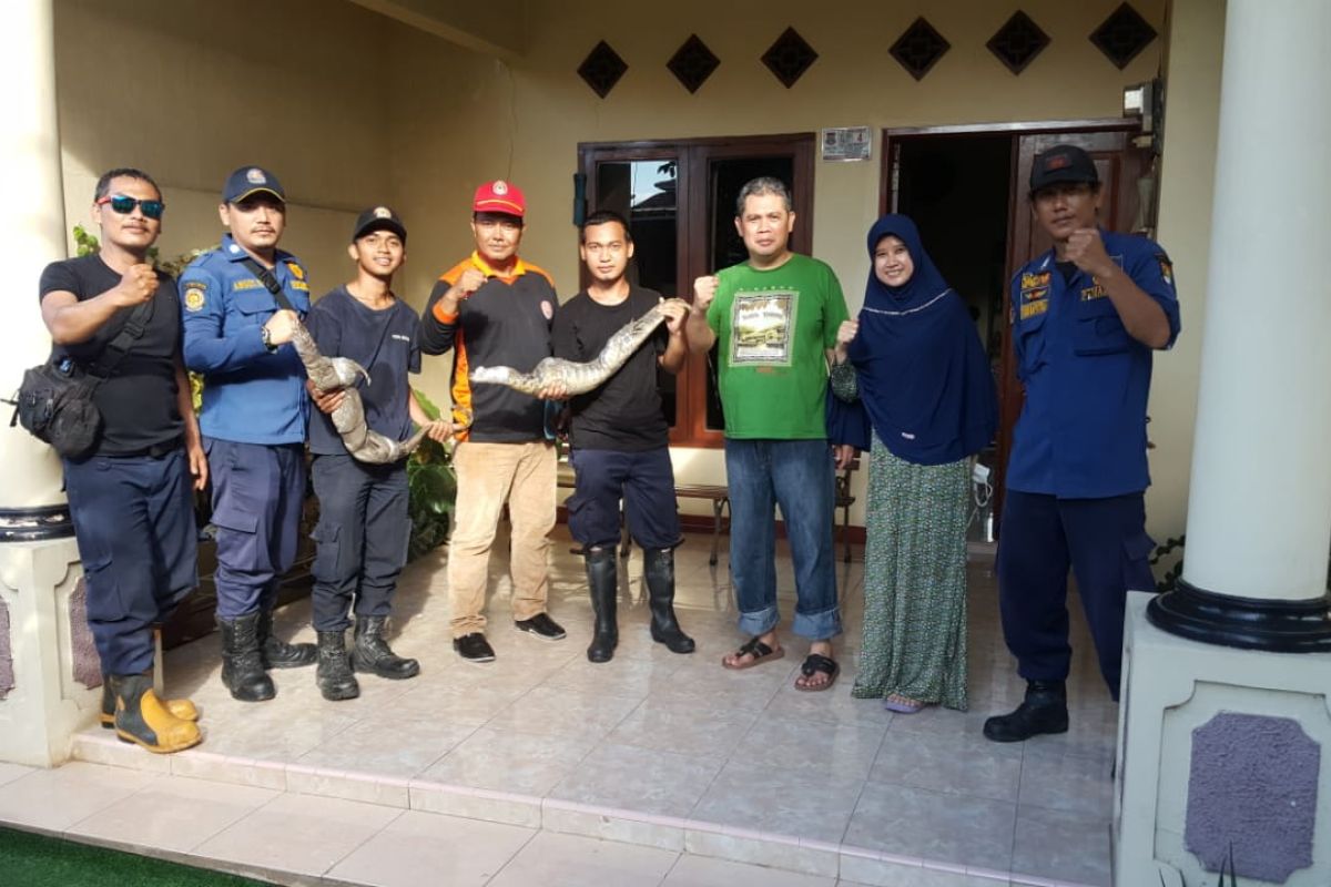 Petugas mengevakuasi biawak bersarang di rumah warga di Tangerang