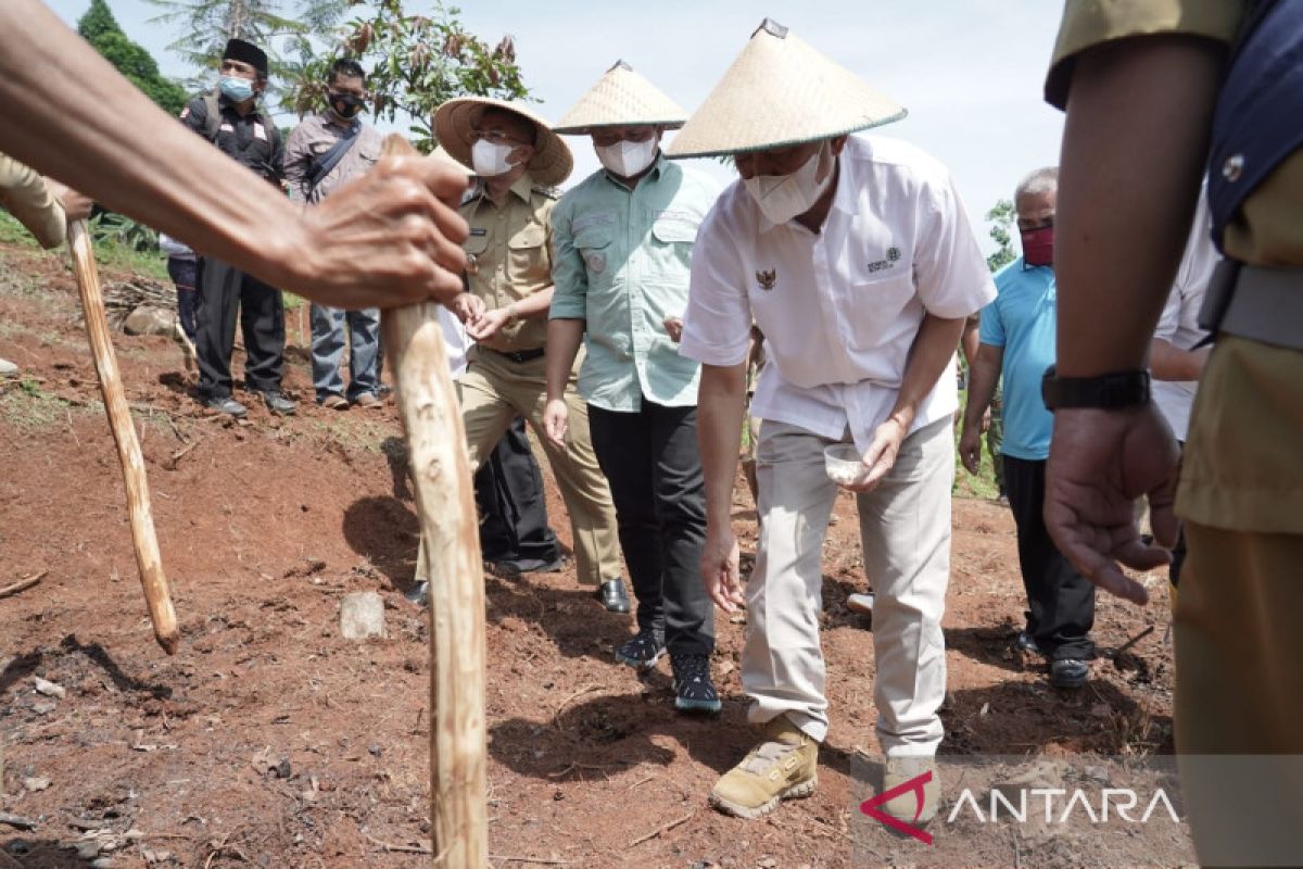 Teten : Kacang koro pedang bisa jadi alternatif pengganti kedelai